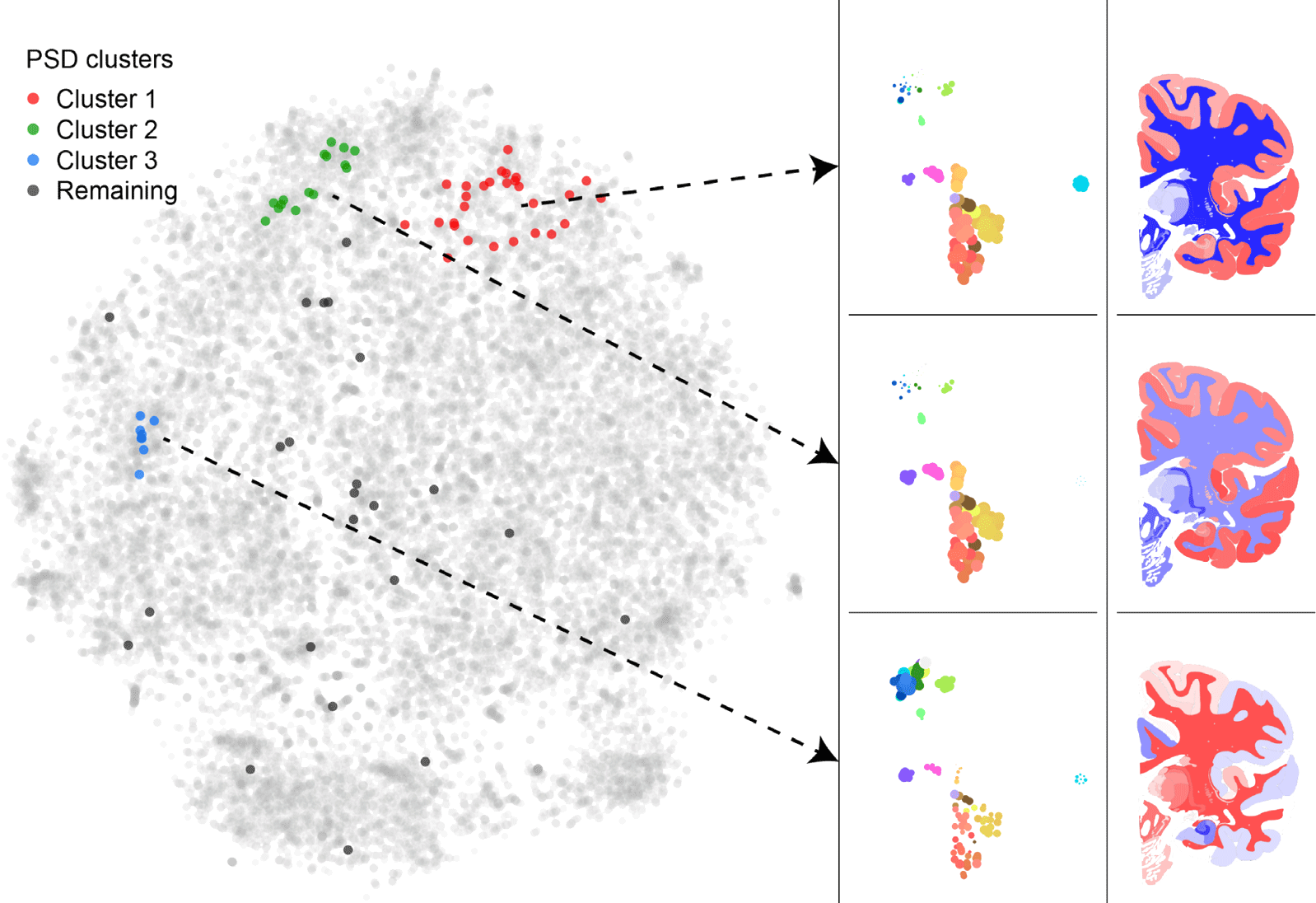 BrainScope: interactive visual exploration of the spatial and temporal human brain transcriptome teaser image