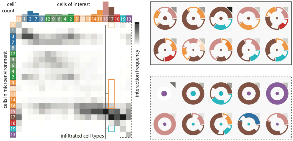 ImaCytE: Visual Exploration of Cellular Microenvironments for Imaging Mass Cytometry Data teaser image