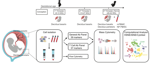 Visualizing the Maternal-Fetal Interface screenshot