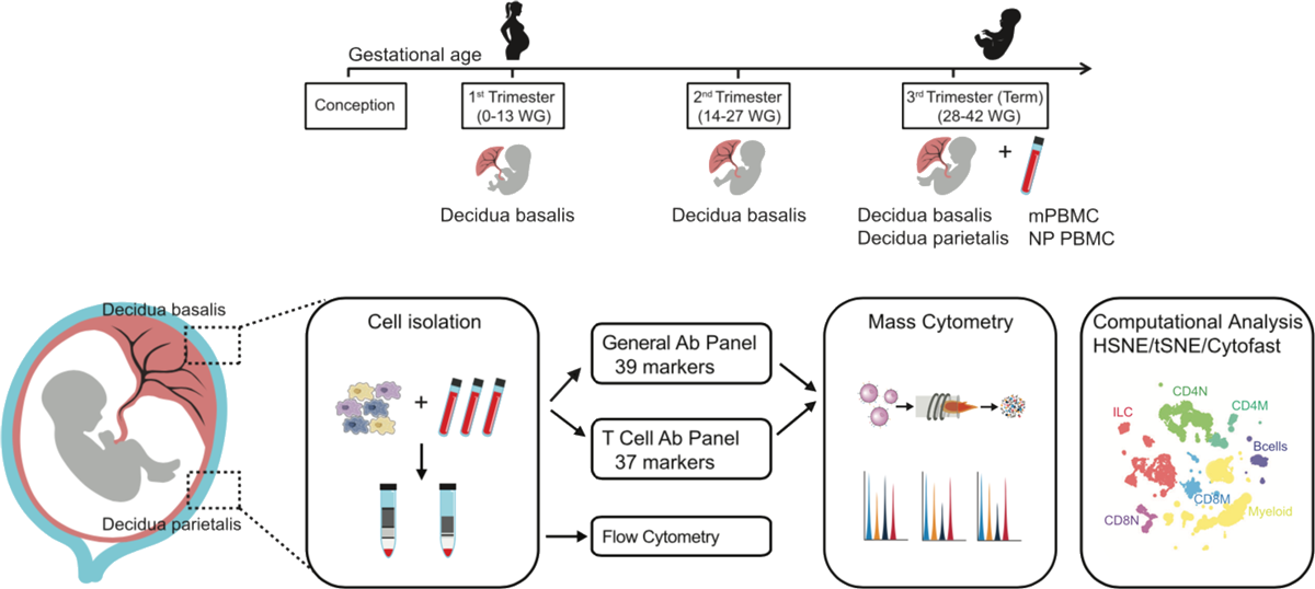 Visualizing Dynamic Changes at the Maternal-Fetal Interface Throughout Human Pregnancy by Mass Cytometry teaser image