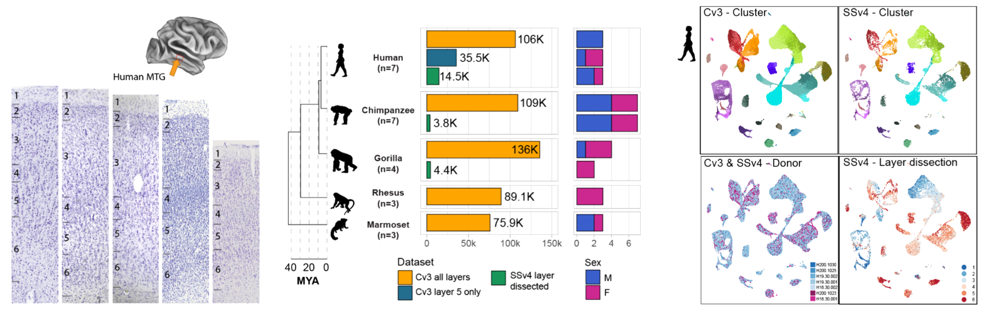 Comparative transcriptomics reveals human-specific cortical features teaser image