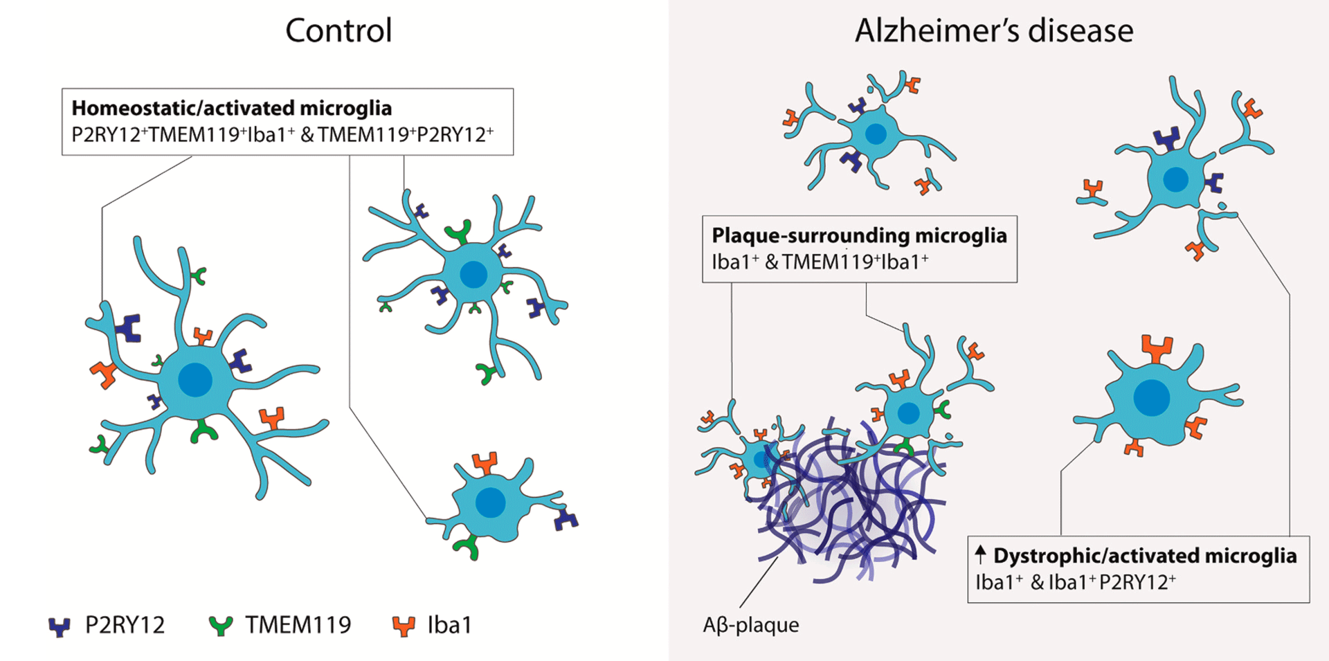 Co-expression patterns of microglia markers Iba1, TMEM119 and P2RY12 in Alzheimer's disease teaser image